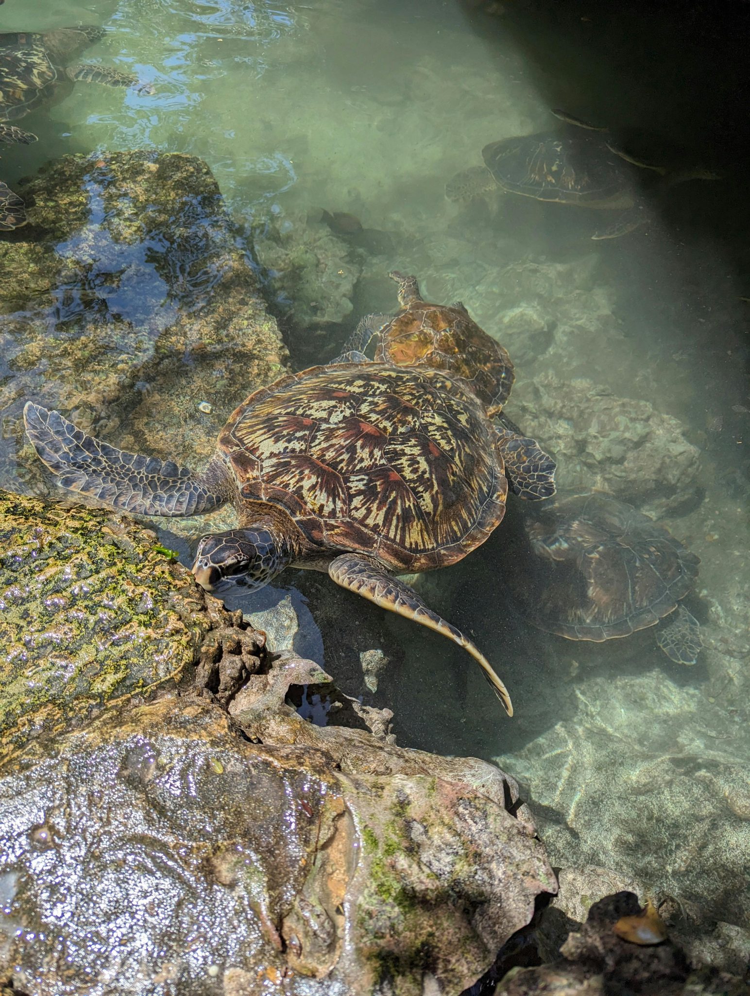 Sea turtles swimming among rocks in Nungwi, Tanzania, showcasing wildlife in natural habitat.
