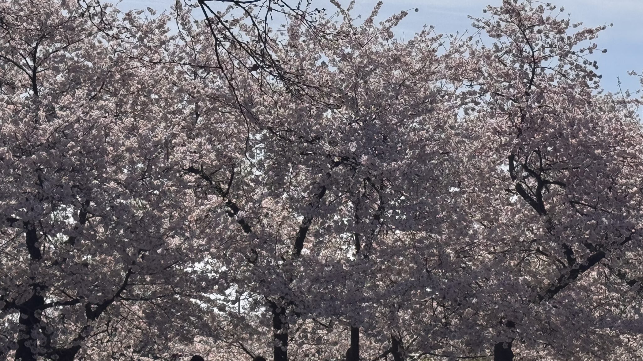 cherry blossom tree in Washington DC cherry blossom Washington DC