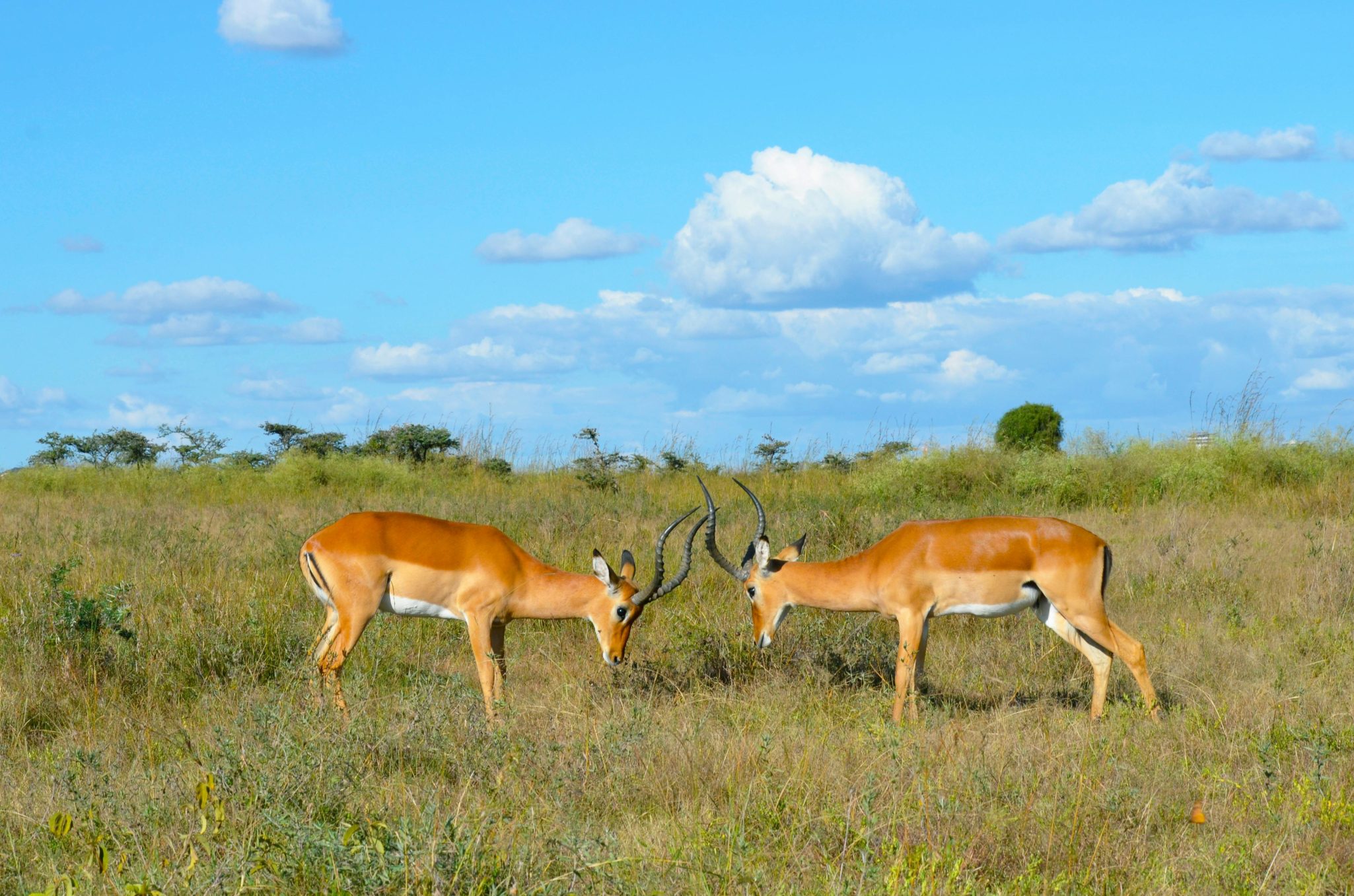 Two impalas grazing in Nairobi National Park, Kenya, under a vibrant blue sky.
