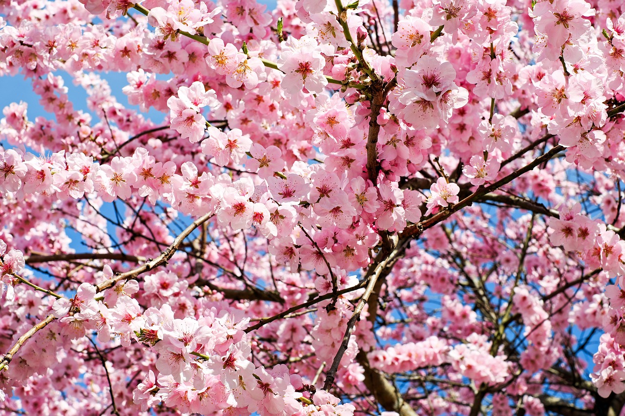 japanese cherry, blossoms, pink, white, tree, beautiful flowers, sea of flowers, blossom tree, flowers, japanese cherry blossom, cherry blossom, heyday, coloured, multicoloured, colorful, splendid colors, spring, springtime, branch, bud, lenz, nature, flower background, cherry blossom, flower wallpaper, cherry blossom, cherry blossom, cherry blossom, cherry blossom, springtime