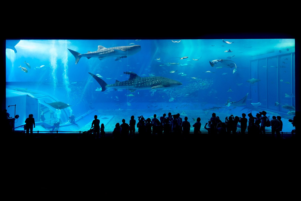 aquarium, sharks, okinawa, japan, fish tank, animals, marine animals, nature, people, crowd, aquarium, aquarium, aquarium, aquarium, aquarium