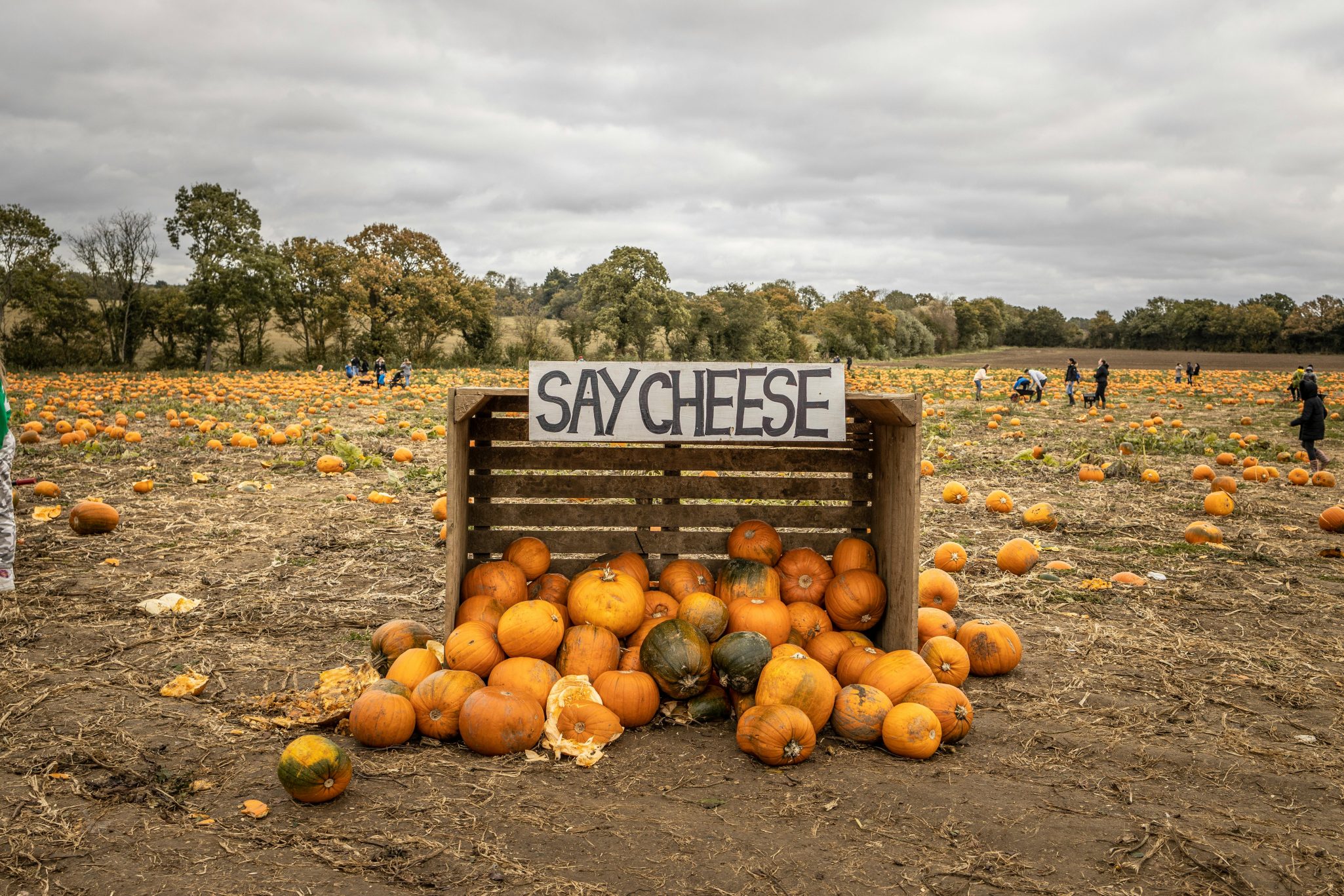 Pumpkins scattered across a field with a wooden crate labeled 'Say Cheese'.