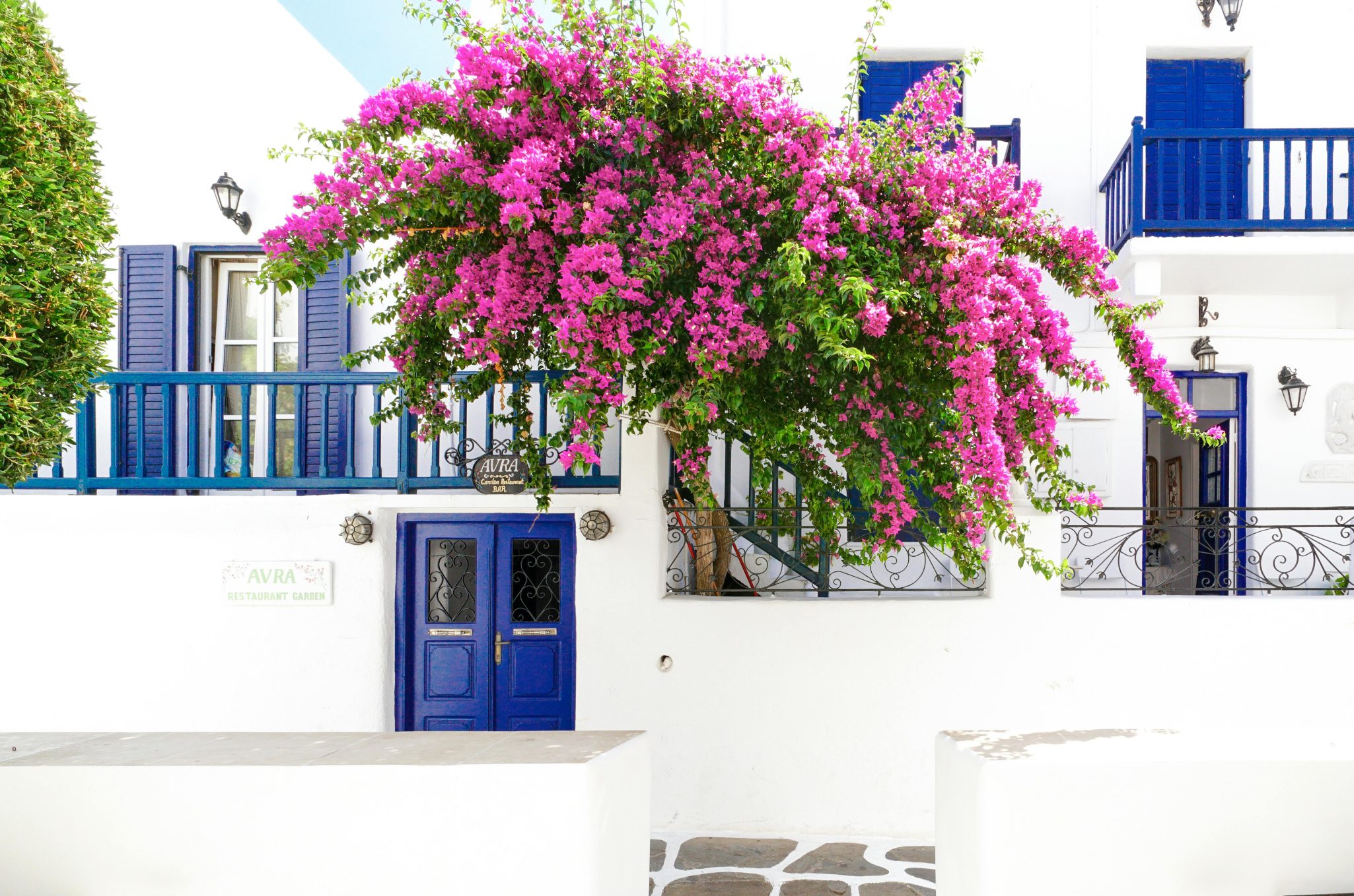 A vibrant bougainvillea adorns a white Mediterranean building with blue accents.