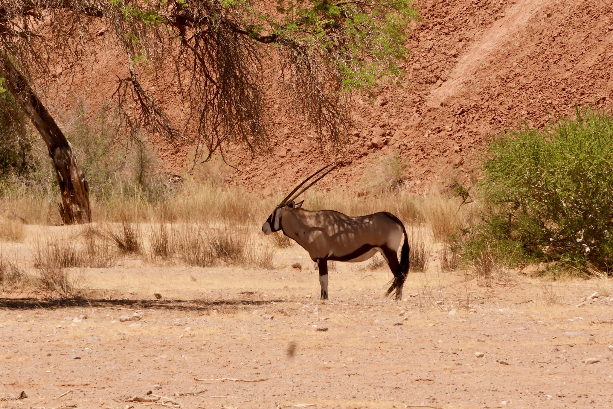 A single oryx standing in a dry, sandy landscape with sparse vegetation and a reddish cliff in the background.